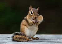 Kennt jemand einen guten Zahnarzt?