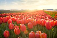 Tulpenfeld im Sonnenuntergang