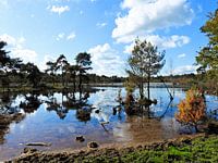 Die magische Kraft des Waldes