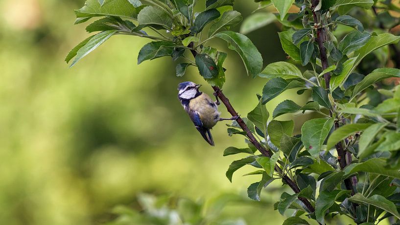 Frühling, Blaumeise in Aktion von Job Vermeulen