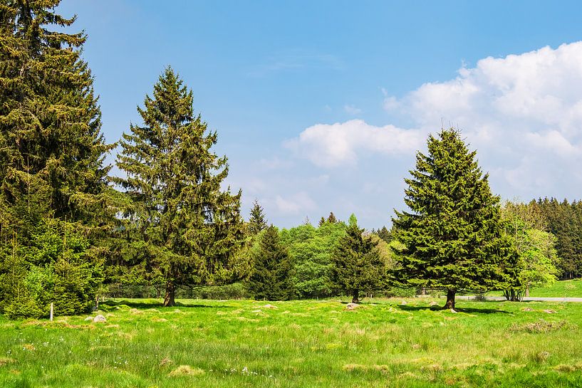 Landschaft mit Straße im Harz von Rico Ködder