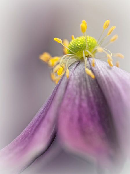 Je fais face au rideau final... (fleur, anémone) par Bob Daalder