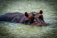 Flusspferd im Fluss, Südafrika