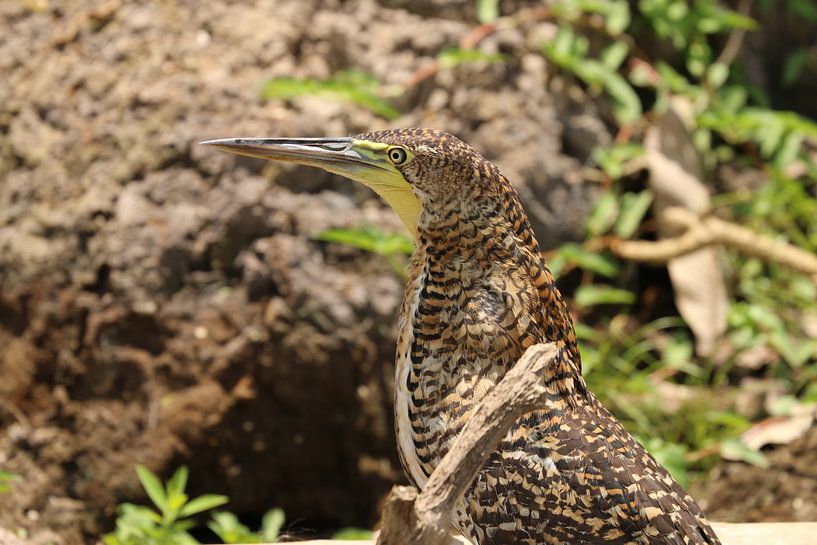 Tigre, héron par Ralph van Leuveren