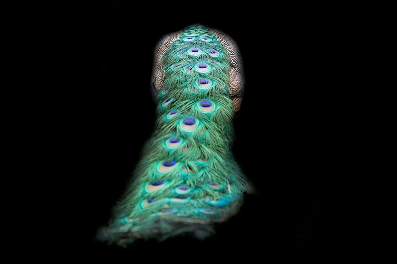 fesses de paon par Kim van Beveren