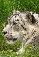 Relaxing Snow leopard portrait in tall grass.