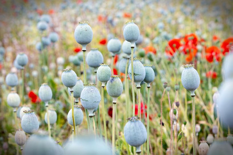 Poppy seed pods by Arie Storm