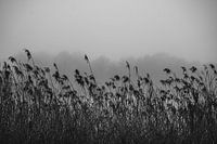 Reed on a misty morning