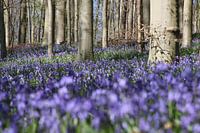 Anémone de bois en forêt