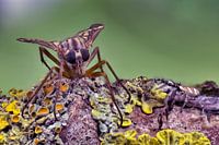 Fly and small jumping spider