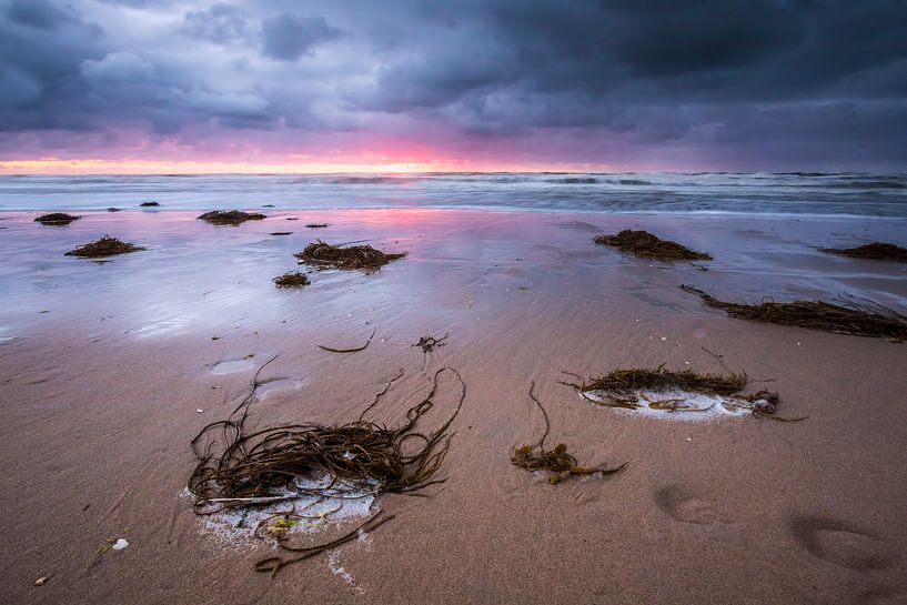Kelp von Sander Meertins