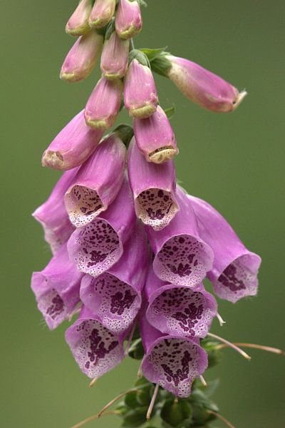 purple foxglove 8 by Marvin Van Haasen