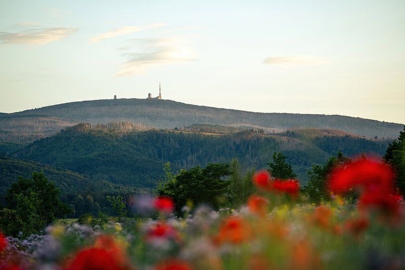 Der Brocken im Harz mit Mohnfeld von Oliver Henze
