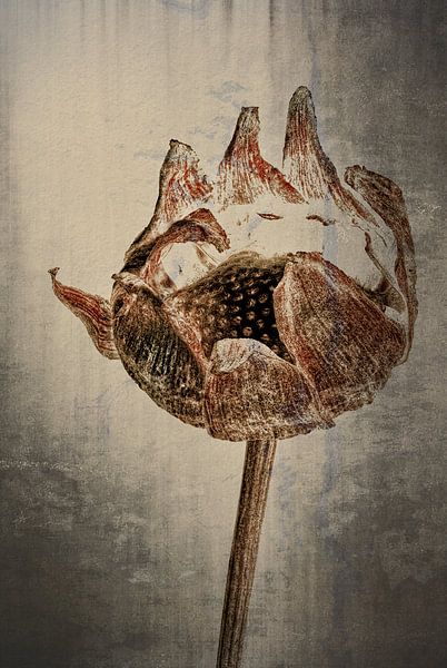 Cosmea - Cosmos bipinnatus von Christophe Fruyt