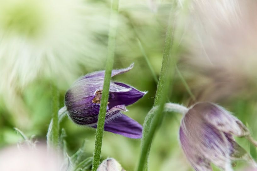 Blume IV - Kuhschelle von Michael Schulz-Dostal