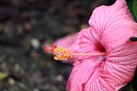 Roze orchidee met dauwdruppels