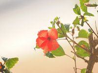 eine Blume im Regenwald von nosy be