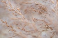 Grass stalks in the wind