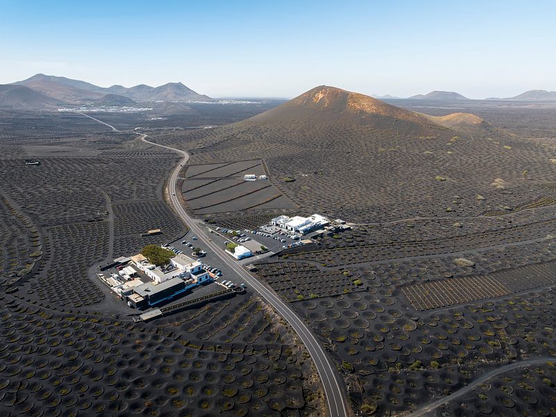Lavendelfelder voller Leben von Nederlandschap