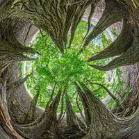 Panorama sphérique Noix à ailes du Caucase