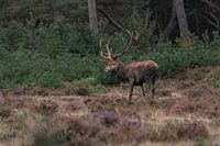 Un cerf rouge sur la Veluwe