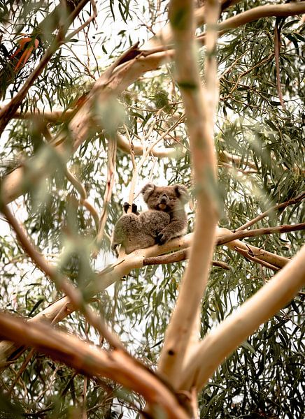 Première rencontre avec un Koala en Australie. par Niels Rurenga