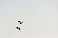 die Gänse ziehen in den Süden