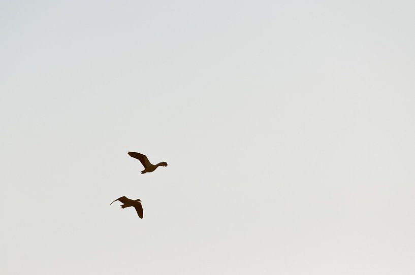 die Gänse ziehen in den Süden von Bas Wolfs