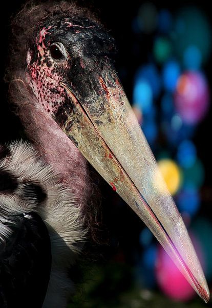 Disco Marabou by Foto Studio Labie