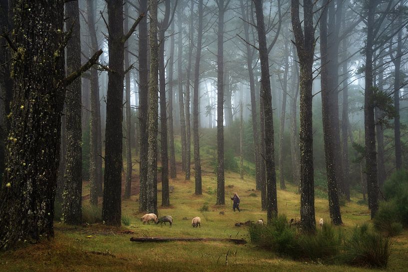 Berger gardant son troupeau dans une forêt brumeuse par Martin Podt