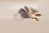 Eagle Owl in flight