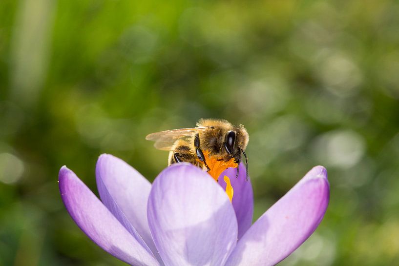 Biene auf einem Krokus von André Dorst