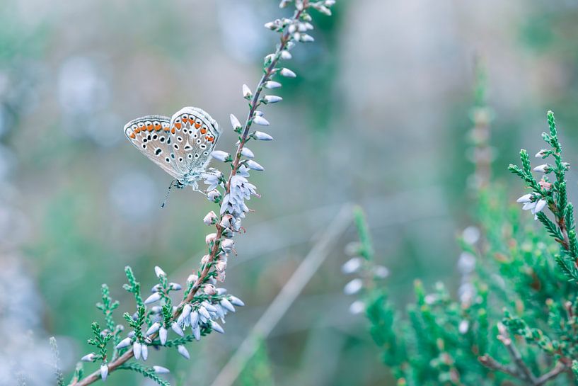 Doux &amp;amp ; Rêveur 3 par Shanna van Mens Fotografie