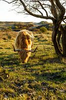 Schottischer Hochlandbewohner