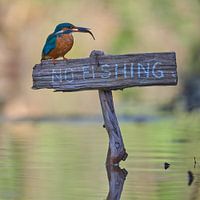 Kingfisher - Pas de pêche !