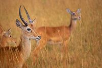 Silence et mouvement - kob ougandais au soleil du matin