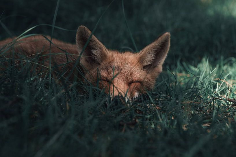 Renard orange dormant dans l'herbe par Jolanda Aalbers