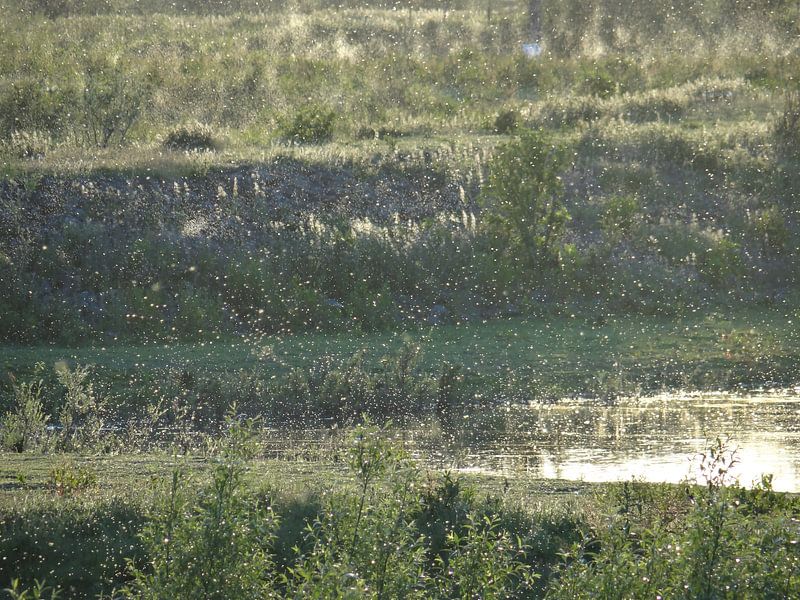 Mooie mugjes bij de Waal by addy de meij