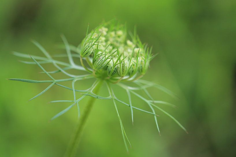 Wild peas by Jacqueline Gerhardt