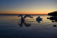Schwäne bei Sonnenuntergang in Harderwijk