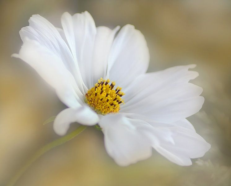 Liebe mich bevor der Tag endet von Katarina Niksic