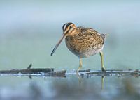 Schnepfe sieht den Fotografen an