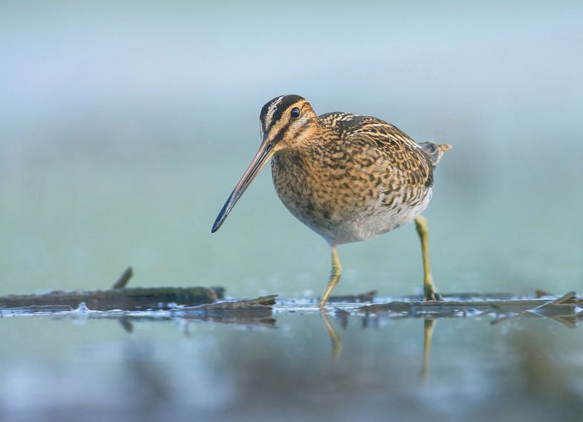 Schnepfe sieht den Fotografen an von Remco Van Daalen