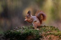 Squirrel at feeding site in Tessenderlo