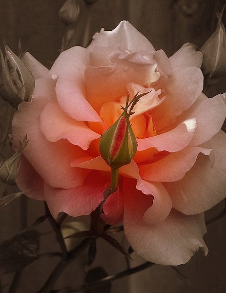 roos von ton langbroek