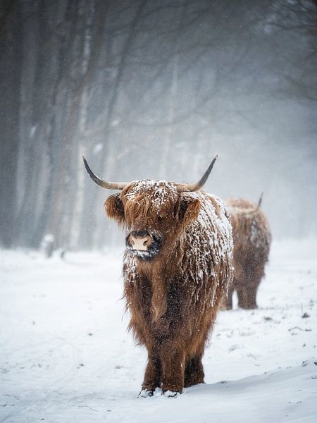 Braver le froid par Pascal Raymond Dorland