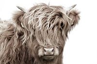 Schottisches Highlander-Kopfkalb