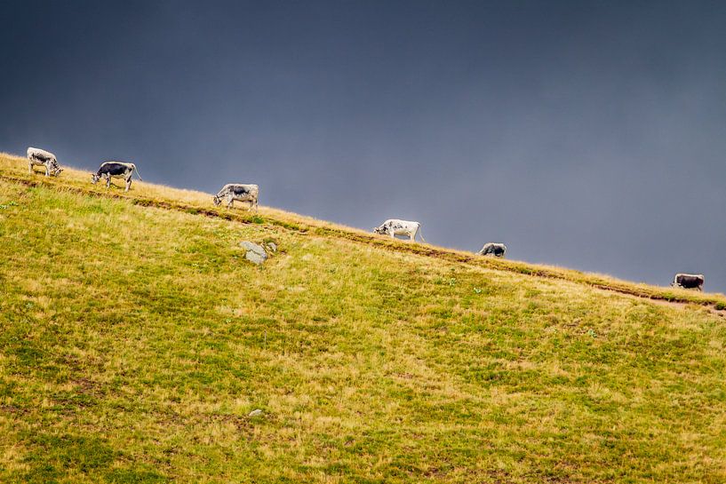 Kühe auf dem Berg von Teus Oosterwijk