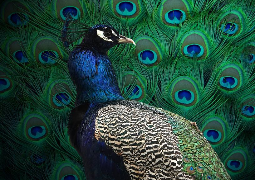 Le paon qui s'exhibe par Babette van den Berg