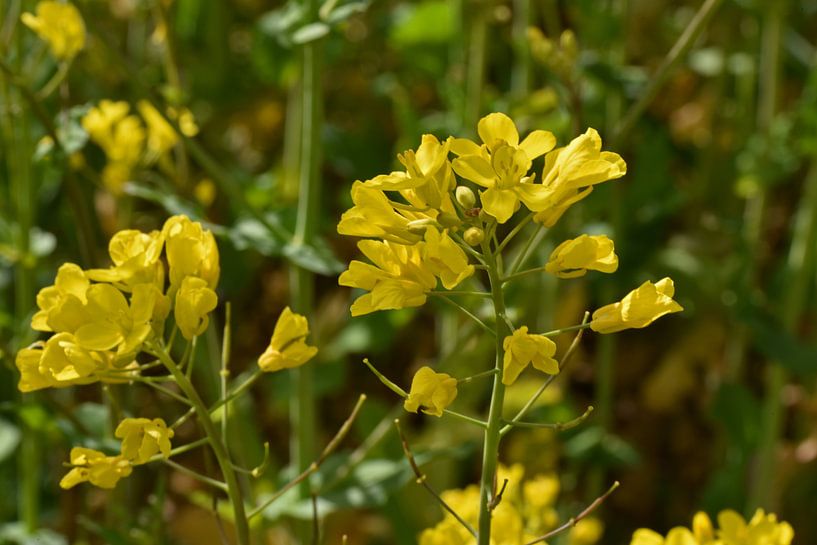 Stolz aufrecht stehende gelbe Blüten von Tjamme Vis